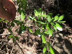 Citrus australis