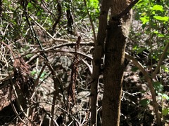 Citrus australis