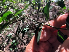 Citrus australis