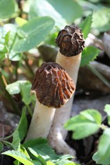 Morchella semilibera