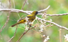 Icterus melanopsis