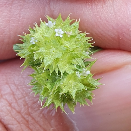 Image of Valerianella discoidea by (c) Mehdi Chetibi, some rights reserved (CC BY)