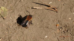 Andrena nitida