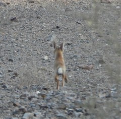 Vulpes vulpes arabica