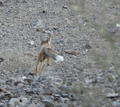 Vulpes vulpes arabica