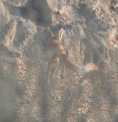 Vulpes vulpes arabica