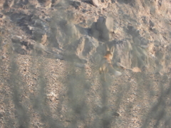 Vulpes vulpes arabica