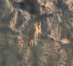 Vulpes vulpes arabica