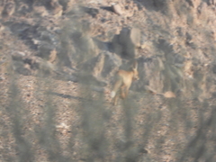Vulpes vulpes arabica