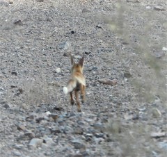 Vulpes vulpes arabica