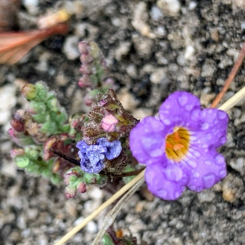 Fremont's phacelia (Phacelia fremontii)
