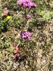Limonium flexuosum