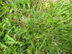 Cyclospermum