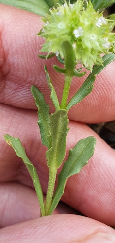 Image of Valerianella discoidea by (c) Mehdi Chetibi, some rights reserved (CC BY)