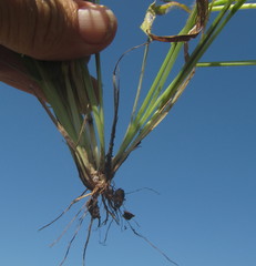 Setaria sagittifolia