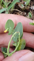 Coronilla scorpioides image