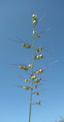 Setaria sagittifolia