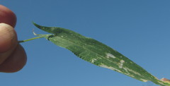 Setaria sagittifolia