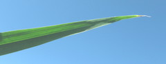 Setaria sagittifolia