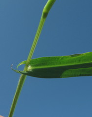 Setaria sagittifolia