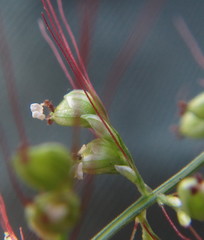 Setaria sagittifolia