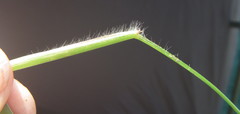 Setaria sagittifolia