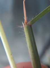 Setaria sagittifolia