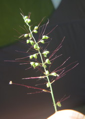 Setaria sagittifolia