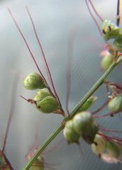 Setaria sagittifolia