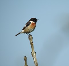 Saxicola rubicola