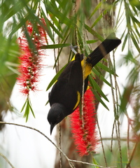 Icterus melanopsis