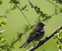 Fringilla coelebs