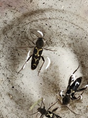 Neoclytus conjunctus