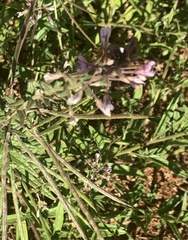 Cleome monophylla