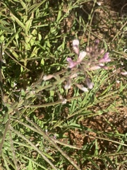 Cleome monophylla