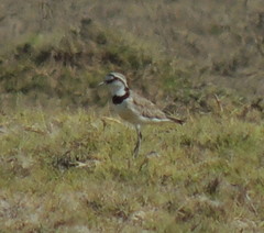 Charadrius thoracicus