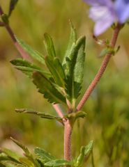Veronica satureiifolia
