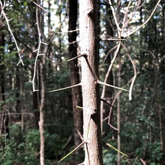 Citrus australis