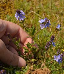 Veronica satureiifolia