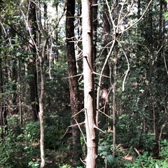 Citrus australis