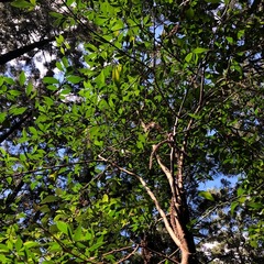 Citrus australis