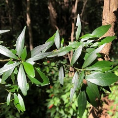 Citrus australis