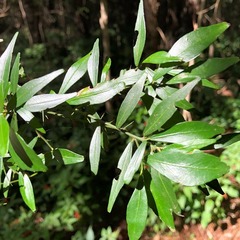 Citrus australis