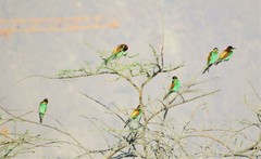 Merops apiaster