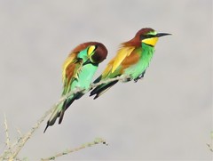 Merops apiaster