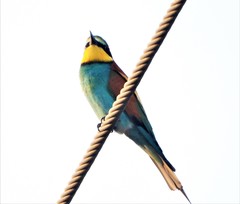 Merops apiaster