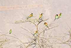Merops apiaster