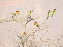 Merops apiaster