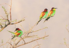 Merops apiaster