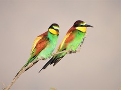 Merops apiaster
